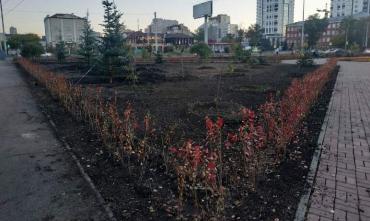 Фото Площадь Павших революционеров в Челябинске обзавелась живой изгородью