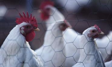 Фото В многострадальную Течу «стекаются» куриные лапы и цыплячьи головы