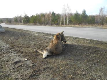 Фото Раненного под Озерском лося усыпили, чтобы не мучить животное