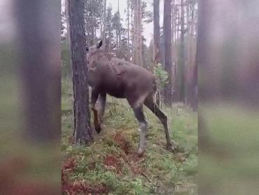 Фото В Чебаркульском районе дальнобойщики смеялись над раненым лосем