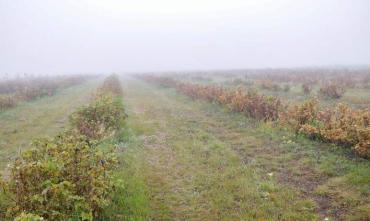 Фото Южноуральских аграриев порадуют «Санькина любовь» и «Семеновна»