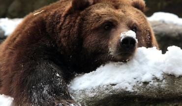 Фото В Озерске бурый медведь задрал своего хозяина