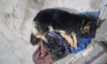 Фото Пьяный магнитогорец убил беременную собаку
