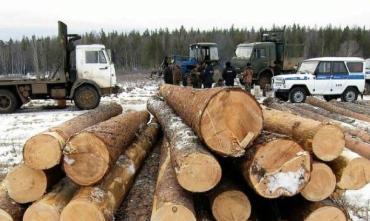 Фото По факту незаконной рубки деревьев в Нязепетровском заказнике возбуждено уголовное дело