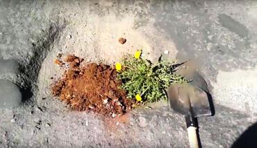 Фото Челябинским автовладельцам рекомендуют засевать ямы на дорогах картофелем сорта «МЭР»