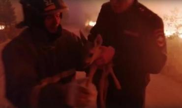 Фото На охваченном пожарами юге Челябинской области из огня вынесли олененка  