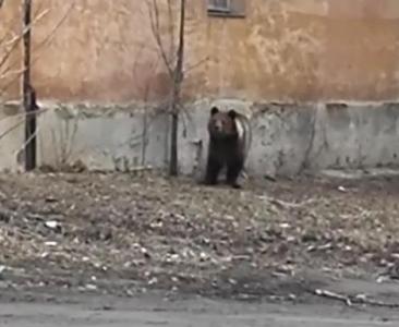 Фото Самостоятельный медведь оказался артистом передвижного театра