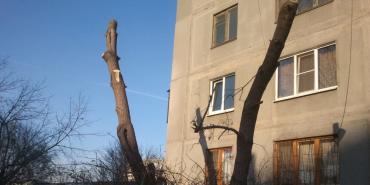 Фото В санитарной обрезке нуждаются более 50 тысяч деревьев в Челябинске