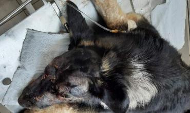 Фото Собака, которую вооруженные изверги искалечили в Нагайбакском районе, начала вставать и есть