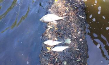 Фото Рыбнадзор: В заморе рыбы в реке Ай виноваты водоросли