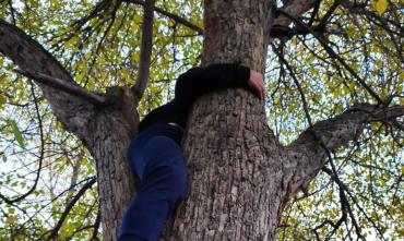 Фото В Миассе пришлось спасать подростка, застрявшего на дереве