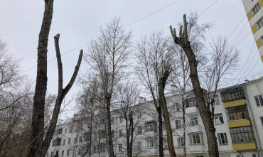 Фото Жители Челябинска жалуются на появление деревьев-рогаток