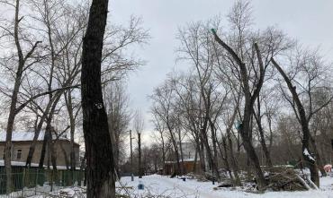Фото Челябинские власти отреагировали на сигнал общественников о варварской обрезке деревьев