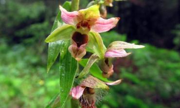 Фото На Таганае распустились орхидеи с одурманивающим нектаром