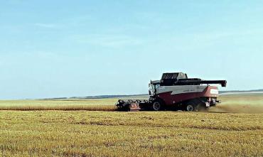 Фото   В Челябинской области приступили к обмолоту яровой пшеницы