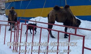 Фото Верблюды из Крыма провели новогодние каникулы в Копейске и отправились дальше в путь