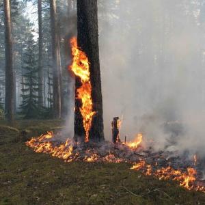 Фото В лесах Южного Урала в праздники произошло 176 возгораний