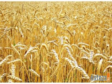 Фото Аграрии Челябинской области в 2013 году соберут один миллион тонн зерна, что гораздо ниже потребности