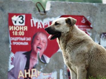 Фото Внимание: в Аргаяше обнаружена бешеная собака