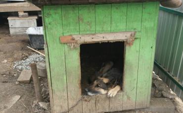 Фото У всех должен быть дом: приют для животных Бим» восстанавливают всем миром