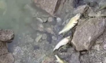 Фото Причиной замора рыбы на озере Аргази стала нехватка кислорода