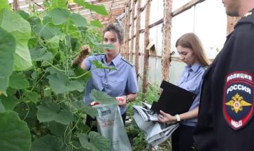 Фото Россельхознадзор исследует пробы почвы, огурцов и кабачков  на наличие пестицидов и ядохимикатов