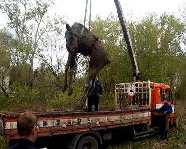 Фото В Миассе по жилой зоне разгуливал раненый лось