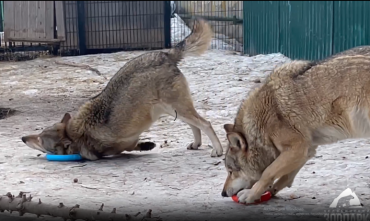 Фото Челябинские волки покорили публику техникой зверской игры