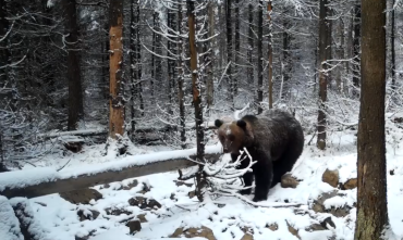 Фото Таганайская фотоловушка «поймала» большого медведя перед зимней спячкой