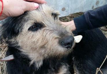 Фото В Челябинске живодер воткнул бездомной собаке в шею кухонный нож