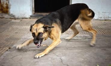 Фото Минсельхоз просит южноуральцев не прикармливать бродячих собак