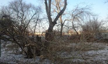 Фото В Челябинске вырубят усыхающие деревья на Дзержинского и Воровского 
