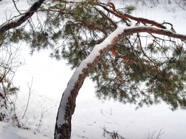 Фото В Челябинской области ясно и морозно
