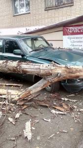 Фото В Миассе тополь рухнул на машину и сбил прохожего