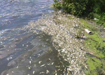 Фото Главрыбвод назовет точную причину гибели рыбы в реке Миасс под Челябинском