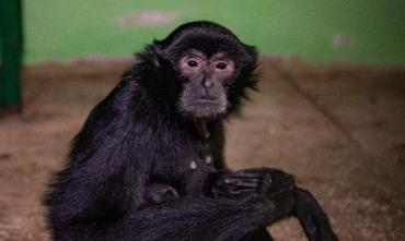 Фото Челябинские приматы снова открыты для общения 