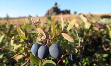 Фото На Таганае созрел рекордный урожай «уральского винограда»