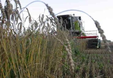 Фото В Челябинской области началась уборка зерновых