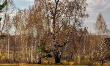 Фото Во вторник в Челябинской области обещают дожди