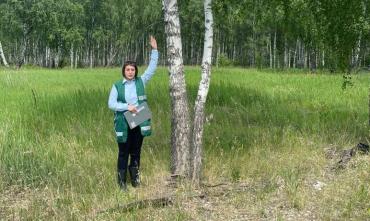 Фото Сельхозучастки в Челябинской области зарастают травой: из обследованных - 94%