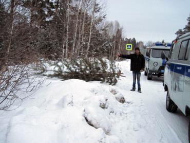 Фото Жителю Озерска грозит до двух лет тюрьмы за незаконную рубку сосен