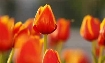 Фото В этом году в самом сердце Челябинска расцветут тюльпаны и заколосится щучка
