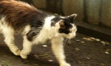 Фото В Челябинской области от бешенства снова погибли домашние кошки