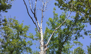Фото Челябинцы теперь могут сообщать о сухих и аварийных деревьях через мессенджеры
