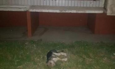 Фото В отношении челябинца, сбросившего щенка с восьмого этажа, возбуждено уголовное дело