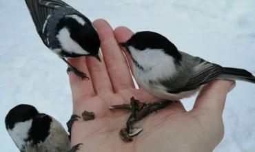 Фото Нацпарк «Таганай» ищет добровольцев для помощи птицам