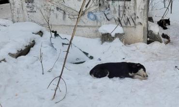 Фото В Челябинской области за последний месяц от бешенства погибли пять собак