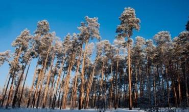 Фото Виталий Безруков: Застройка в Каштакском бору запрещена, виновных накажут