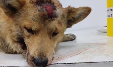Фото В поселке Першино произошла очередная жестокая расправа над собакой