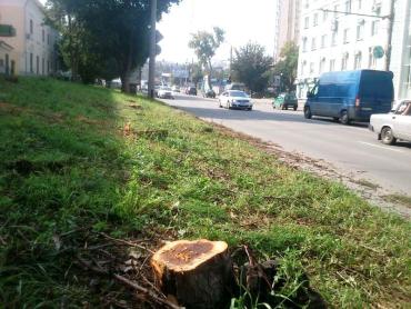 Фото Улики безвозвратно уничтожены: убитые кислотой деревья возле Молодежного театра спилили ФОТО